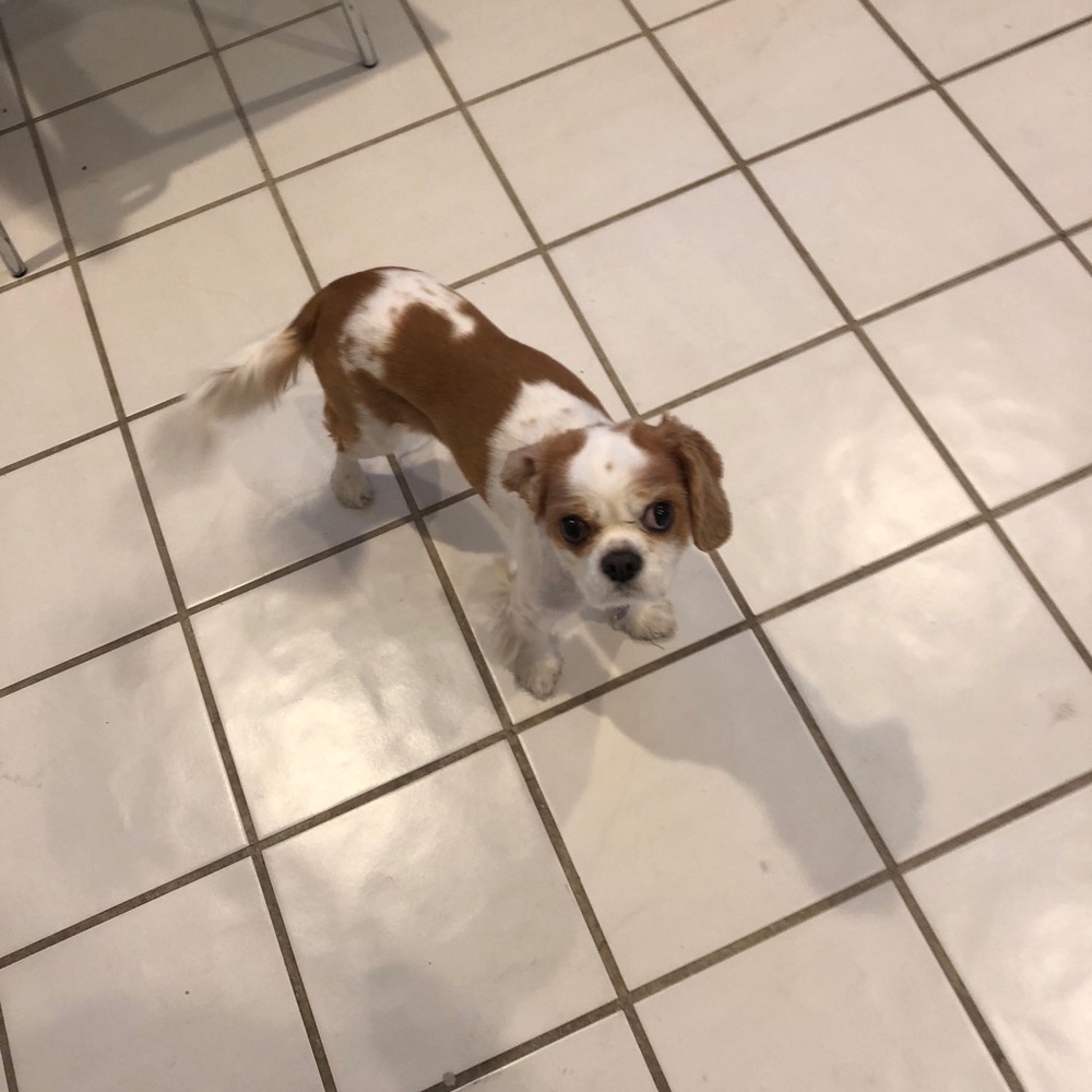Meet your Posher, Harley